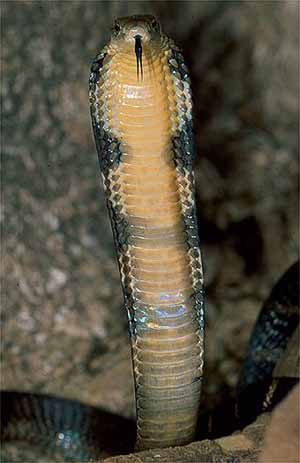 Постер Королевская кобра / King Cobra Королевская кобра / King Cobra